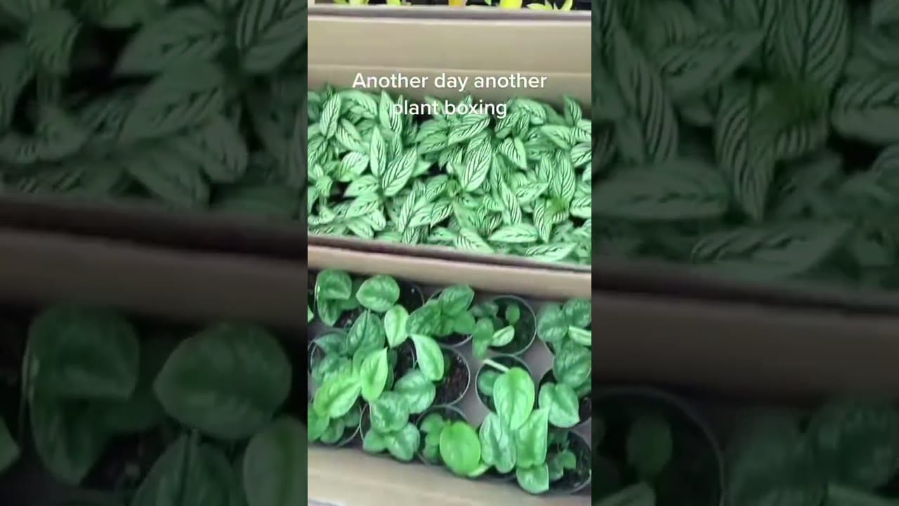 How to Make Money Selling Plants From Home – Read Description